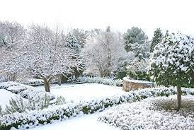 winter garden with snow
